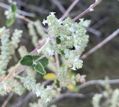 Aloysia wrightii
