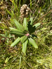 Rhododendron columbianum