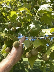 Platanus occidentalis