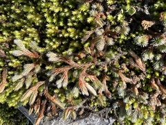 Selaginella rupestris