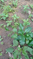 Talinum fruticosum