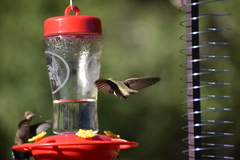 Archilochus alexandri