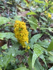 Solidago arguta