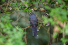 Trogon viridis