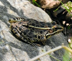 Lithobates neovolcanicus