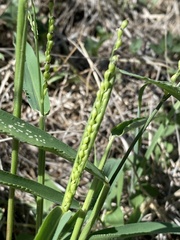 Urochloa fusca