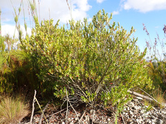 Diospyros glabra