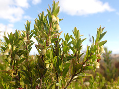 Diospyros glabra