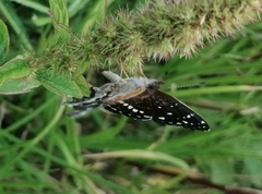 Anthanassa texana texana