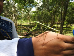 Phasmomantis sumichrasti