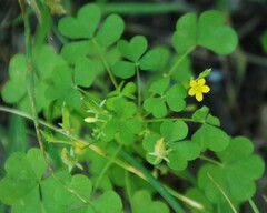 Oxalis stricta