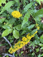 Solidago arguta
