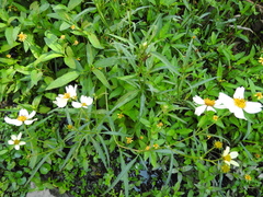 Bidens odorata