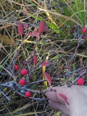 Cotoneaster uniflorus