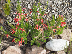 Erica discolor