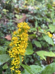 Solidago arguta