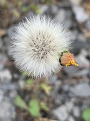 Hieracium lachenalii