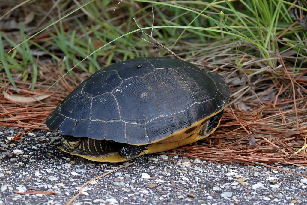 Chicken Turtle in September 2022 by Lauren McLaurin · iNaturalist