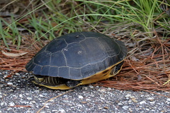 Deirochelys reticularia