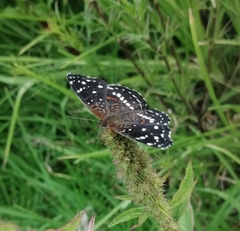 Anthanassa texana texana