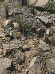 Olsynium scirpoideum