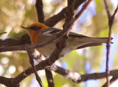 Peucedramus taeniatus