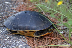 Deirochelys reticularia
