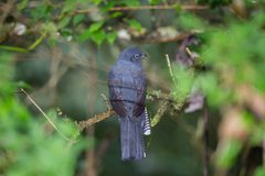 Trogon viridis