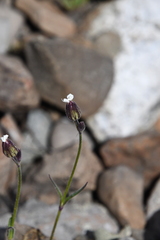 Silene taimyrensis