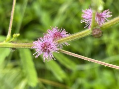 Mimosa diplotricha