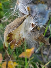 Asclepias ovalifolia