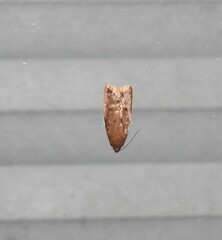 Tachystola acroxantha