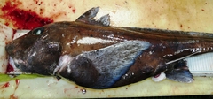 Smalleyed Rabbitfish photo 4