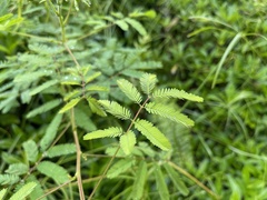 Mimosa diplotricha