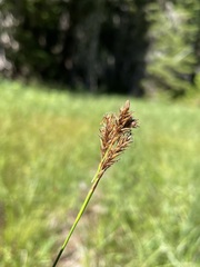 Carex luzulina