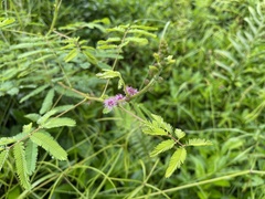 Mimosa diplotricha