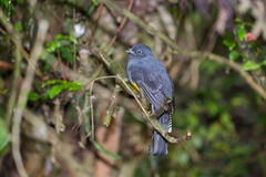 Trogon viridis