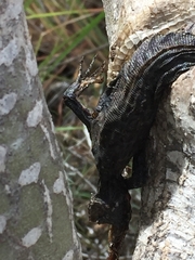 Gallotia stehlini