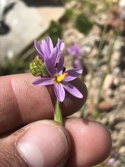 Olsynium scirpoideum