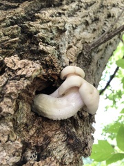Hypsizygus