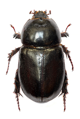 Tomarus bituberculatus