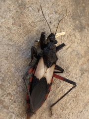 Microtomus purcis