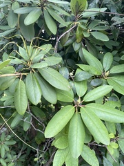 Rhododendron ponticum