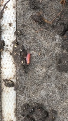 Androniscus dentiger