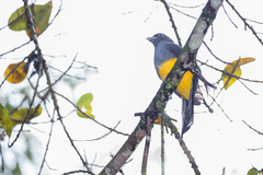 Trogon viridis