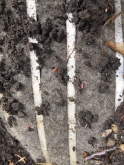 Androniscus dentiger