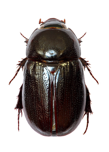 Genus Stenocrates · iNaturalist