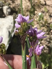 Olsynium scirpoideum