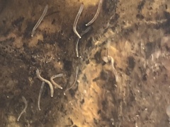 Enchytraeidae