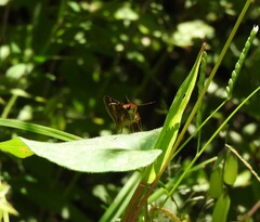 Lon melane vitellina